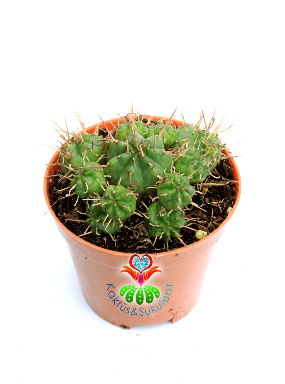 Euphorbia Meloformis 8 cm Saksılı Bol Yavrulu Kaktüs