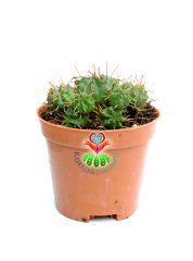Euphorbia Meloformis 8 cm Saksılı Bol Yavrulu Kaktüs