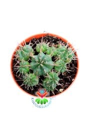 Euphorbia Meloformis 8 cm Saksılı Bol Yavrulu Kaktüs