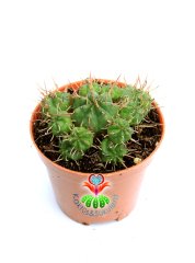 Euphorbia Meloformis 8 cm Saksılı Bol Yavrulu Kaktüs