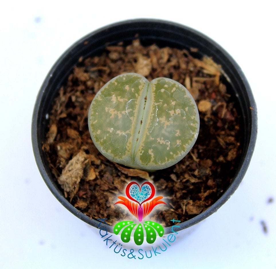 Lithops Leslei-Açık Yeşil Renk -5,5 cm Saksıda -Yaşayan Taş Kaktüs-Altıntaş-Sarı Renk Çiçek Açar