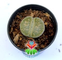 Lithops Leslei-Açık Yeşil Renk -5,5 cm Saksıda -Yaşayan Taş Kaktüs-Altıntaş-Sarı Renk Çiçek Açar