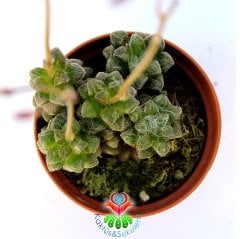 Anacampseros baeseckei var. crinita -5,5 cm Saksıda Nadir Tür