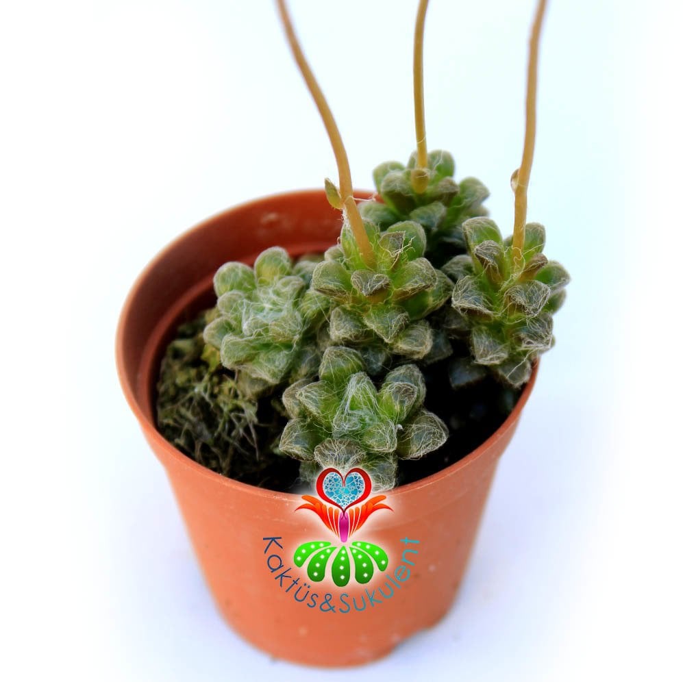 Anacampseros baeseckei var. crinita -5,5 cm Saksıda Nadir Tür