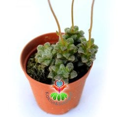 Anacampseros baeseckei var. crinita -5,5 cm Saksıda Nadir Tür