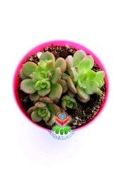 Echeveria Minima Red Edge 8 cm Saksılı Baharda Yaprakları Kızarır