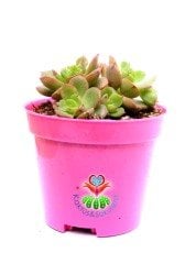 Echeveria Minima Red Edge 8 cm Saksılı Baharda Yaprakları Kızarır