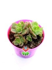 Echeveria Minima Red Edge 8 cm Saksılı Baharda Yaprakları Kızarır