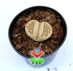 Lithops Dorotheae C124- Krem Renk -5,5 cm Saksıda -Yaşayan Taş Kaktüs-Altıntaş-Sarı Renk Çiçek Açar