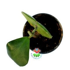 Hoya Kerri Fidesi- Kokulu Mum Çiçeği-8,5 cm Saksıda