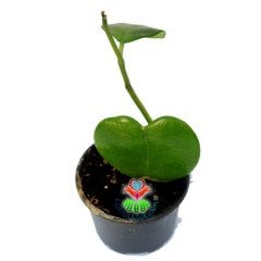 Hoya Kerri Fidesi- Kokulu Mum Çiçeği-8,5 cm Saksıda