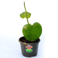 Hoya Kerri Fidesi- Kokulu Mum Çiçeği-8,5 cm Saksıda