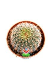 Echinopsis Hybrid -Büyük Turuncu Renk Çiçek Açan Kaktüs 8,5 cm Saksıda