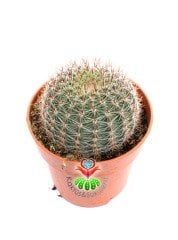 Echinopsis Hybrid -Büyük Turuncu Renk Çiçek Açan Kaktüs 8,5 cm Saksıda