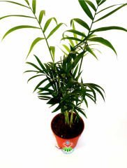 Dağ Palmiyesi, Pozitif Enerji Kaynağı, Chamaedorea Elegans- 8 cm saksıda-Teraryum,Sukulent, Çiçek