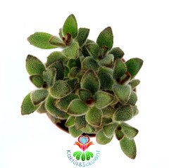 Kalanchoe Tomentosa ‘Chocolate Soldier’-8,5 cm Saksıda-Çikolata Asker