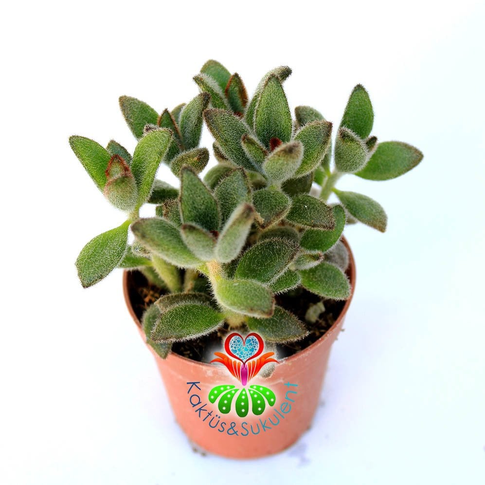 Kalanchoe Tomentosa ‘Chocolate Soldier’-8,5 cm Saksıda-Çikolata Asker
