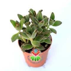 Kalanchoe Tomentosa ‘Chocolate Soldier’-8,5 cm Saksıda-Çikolata Asker