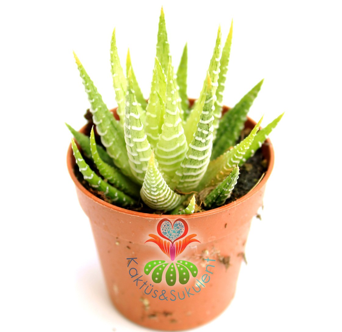 Sukulent,Haworthia Attenuata Variegata -Sarı Yapraklı Canlı Renkli- 5,5 cm saksıda-Teraryum,Kaktus