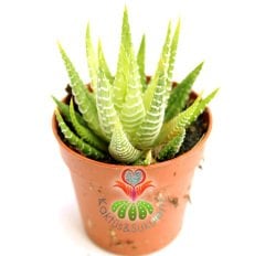 Sukulent,Haworthia Attenuata Variegata -Sarı Yapraklı Canlı Renkli- 5,5 cm saksıda-Teraryum,Kaktus