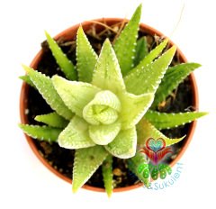 Sukulent,Haworthia Attenuata Variegata -Sarı Yapraklı Canlı Renkli- 5,5 cm saksıda-Teraryum,Kaktus