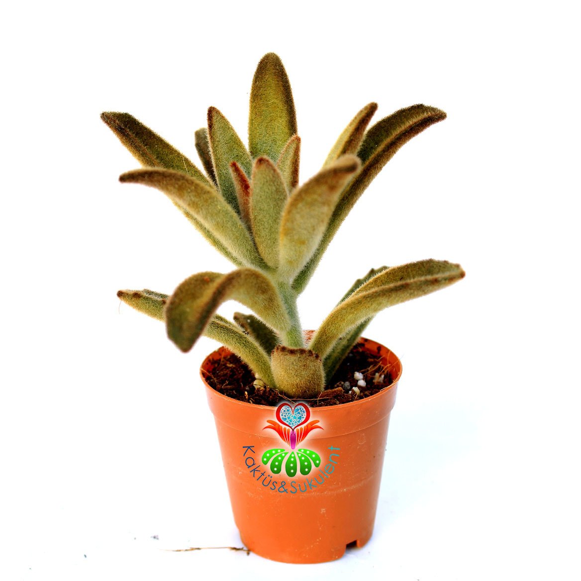 Kalanchoe Tomentosa Nigra-5,5 cm Saksıda Açık Kahve Renkli
