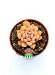 Echeveria Glam Pink -Pembe Renk Yapraklı Özel Tür Sukulent 5,5 cm Saksıda