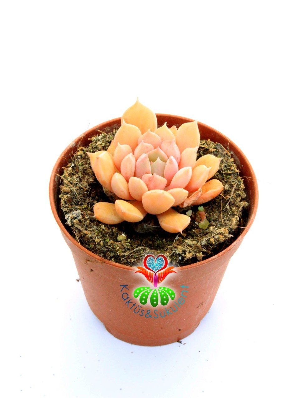 Echeveria Glam Pink -Pembe Renk Yapraklı Özel Tür Sukulent 5,5 cm Saksıda