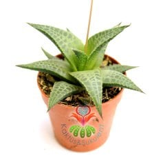 Yıldız Sukulent,Haworthia Tessella- Sert Yapraklı Canlı Renkli- 5,5 cm saksıda-Teraryum,Kaktus