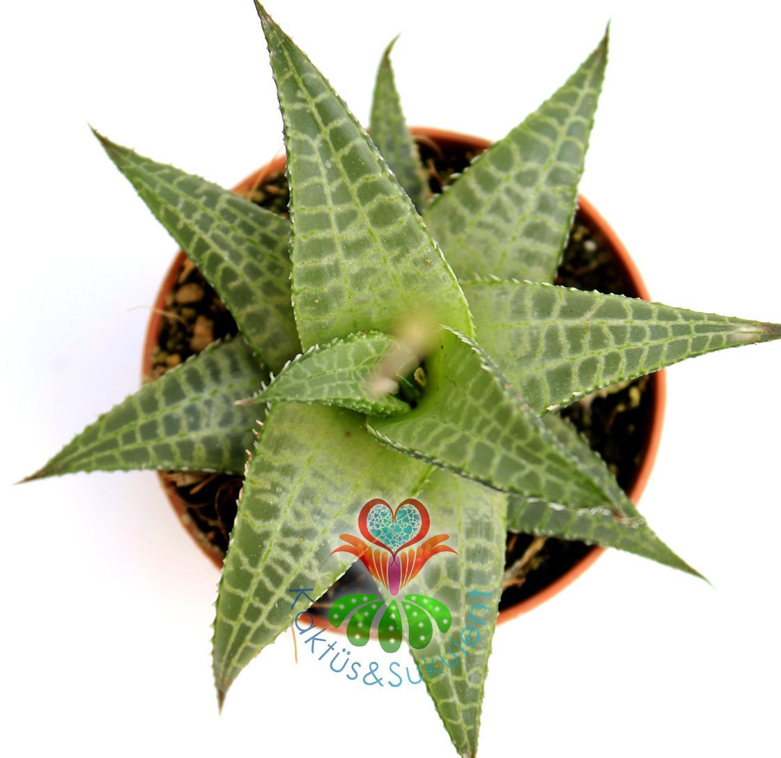 Yıldız Sukulent,Haworthia Tessella- Sert Yapraklı Canlı Renkli- 5,5 cm saksıda-Teraryum,Kaktus