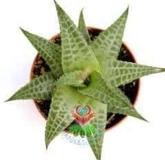 Yıldız Sukulent,Haworthia Tessella- Sert Yapraklı Canlı Renkli- 5,5 cm saksıda-Teraryum,Kaktus