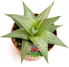 Yıldız Sukulent,Haworthia Tessella- Sert Yapraklı Canlı Renkli- 5,5 cm saksıda-Teraryum,Kaktus