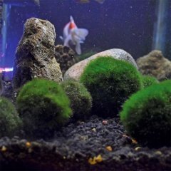 Marimo, Şans Getiren Yosun Topu Chladoflora Aegagropila Su Bitkisi İthal