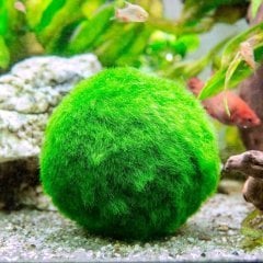 Marimo, Şans Getiren Yosun Topu Chladoflora Aegagropila Su Bitkisi İthal