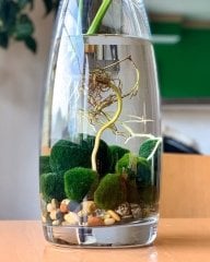 Marimo, Şans Getiren Yosun Topu Chladoflora Aegagropila Su Bitkisi İthal