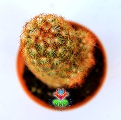 Mammillaria Elongata Copper King- Bakır Rengi Kaktüs-5,5 cm Saksıda