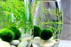 Marimo, Şans Getiren Yosun Topu Chladoflora Aegagropila Su Bitkisi İthal