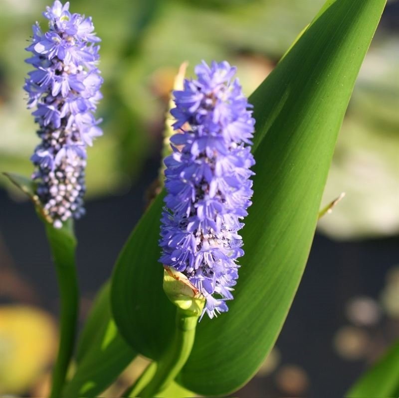 Su Bitkisi, Pontederia Cordata Mor Renk Çiçek Açar Özel Ambalajında İthal Ürün