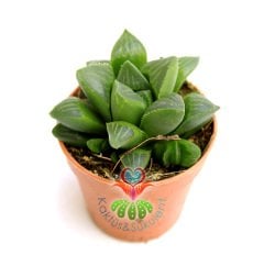 Sukulent, Haworthia Retusa-Uçları Şeffaf Sert Yapraklı Canlı Renkli- 5,5 cm saksıda-Teraryum,Kaktus