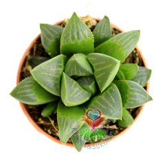 Sukulent, Haworthia Retusa-Uçları Şeffaf Sert Yapraklı Canlı Renkli- 5,5 cm saksıda-Teraryum,Kaktus