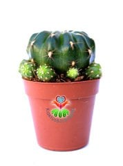 Matucana Polzii -5,5 cm Saksıda-Kırmızı Renk Çiçek Açar
