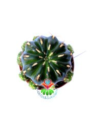 Matucana Polzii -5,5 cm Saksıda-Kırmızı Renk Çiçek Açar
