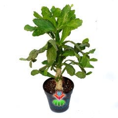 Opuntia Argentina-Caudex Gövdeli-Büyük Boy Kaktüs-30+cm Yükseklik