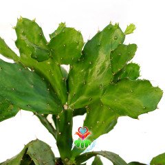 Opuntia Argentina-Caudex Gövdeli-Büyük Boy Kaktüs-30+cm Yükseklik