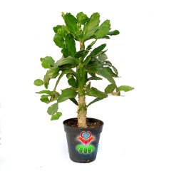 Opuntia Argentina-Caudex Gövdeli-Büyük Boy Kaktüs-30+cm Yükseklik