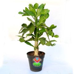 Opuntia Argentina-Caudex Gövdeli-Büyük Boy Kaktüs-30+cm Yükseklik
