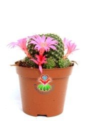 Rebutia Muscula -Pembe Çiçekli -İnce Dikenli 8,5 cm saksıda-Çiçeği Üzerinde Bol Çiçek açar