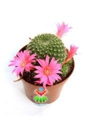 Rebutia Muscula -Pembe Çiçekli -İnce Dikenli 8,5 cm saksıda-Çiçeği Üzerinde Bol Çiçek açar