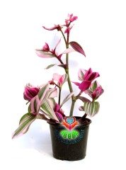 Tradescantia 'Nanouk' - Pembe Yeşil Beyaz Tonlarında Mükemmel Renkli ve Yapraklı Telgraf Çiçeği-10,5 cm Saksıda Büyük Boy