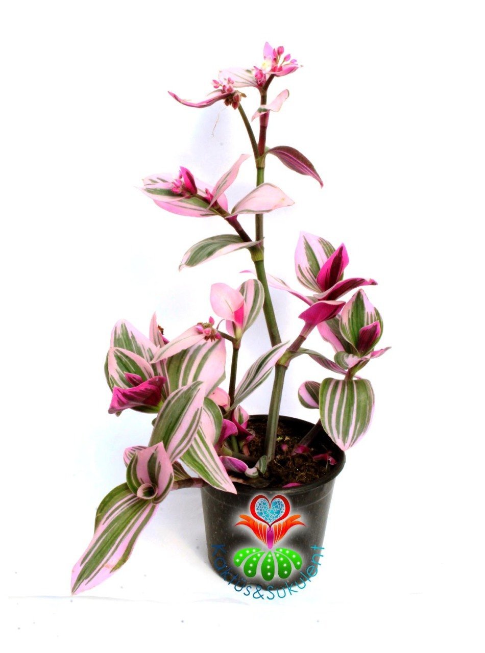 Tradescantia 'Nanouk' - Pembe Yeşil Beyaz Tonlarında Mükemmel Renkli ve Yapraklı Telgraf Çiçeği-10,5 cm Saksıda Büyük Boy